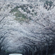 「桜のトンネル」【ハウステンボスJRオリジナルベアをプレゼント！】春のとっておきフォトを大募集♪の投稿画像
