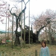 「日本最古の神代桜♪」【ハウステンボスJRオリジナルベアをプレゼント！】春のとっておきフォトを大募集♪の投稿画像