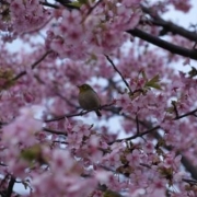 桜!