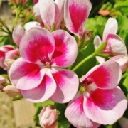 「父の花」【クリンスイ】～水のある風景～　写真テーマ「花」の投稿画像