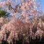 「さくら」【クリンスイ】～水のある風景～　写真テーマ「花」の投稿画像