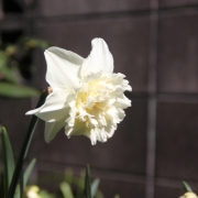 「水仙～ダブル」【クリンスイ】～水のある風景～　写真テーマ「花」の投稿画像