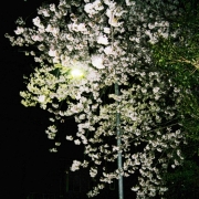 「夜桜」【クリンスイ】～水のある風景～　写真テーマ「花」の投稿画像
