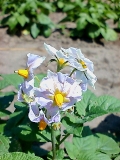 「じゃがいもの花」の画像（1枚目）