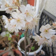 さくらんぼの花♪