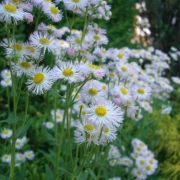 散歩道の花