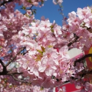 河津桜満開