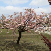 毎年咲くのを楽しみにしているお花。