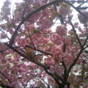 桜のみち
