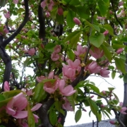 花梨の花です。