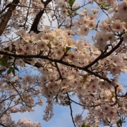 「今年も開花♪」【日本気象協会】桜の写真を大募集！！～みんなで全国の桜フォトを集めよう～の投稿画像