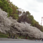 八重桜並木