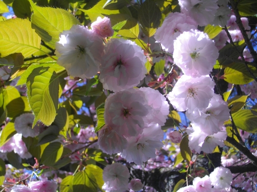 軽井沢の桜の画像（1枚目）