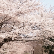 「春を愛でる」【日本気象協会】桜の写真を大募集！！～みんなで全国の桜フォトを集めよう～の投稿画像
