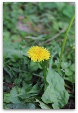 口コミ：お天気がいい日は・・・公園のお花たち♪　＆　リズボタニカの手作り無添加洗顔石鹸★の画像（7枚目）