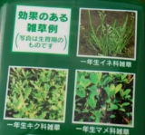 口コミ：雑草対策「シバキーププラスα」濃い緑の庭ゲット！の画像（7枚目）
