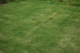 口コミ：雑草対策「シバキーププラスα」濃い緑の庭ゲット！の画像（2枚目）