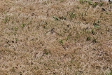 口コミ：雑草対策「シバキーププラスα」濃い緑の庭ゲット！の画像（4枚目）