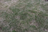 口コミ：雑草対策「シバキーププラスα」濃い緑の庭ゲット！の画像（3枚目）