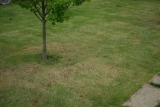 口コミ：雑草対策「シバキーププラスα」濃い緑の庭ゲット！の画像（1枚目）