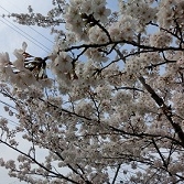 「ママ友さんとデート」【日本気象協会】桜の写真を大募集！！～みんなで全国の桜フォトを集めよう～の投稿画像
