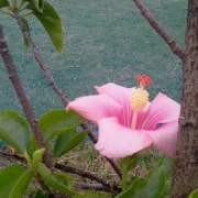 石垣島の花