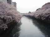 ★桜★
