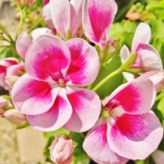 「父の花」風薫る５月！お花の写真を投稿して日本製BBクリームを現品でモニターしよう！の投稿画像