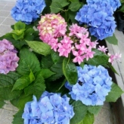 「あじさい」風薫る５月！お花の写真を投稿して日本製BBクリームを現品でモニターしよう！の投稿画像