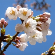「さくらが青空にとってもはえてます」風薫る５月！お花の写真を投稿して日本製BBクリームを現品でモニターしよう！の投稿画像