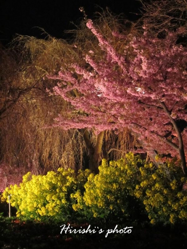 夜桜絢爛の画像（1枚目）