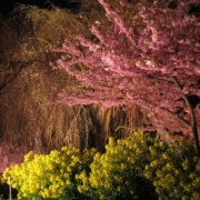 「夜桜絢爛」【日本気象協会】桜の写真を大募集！！～みんなで全国の桜フォトを集めよう～の投稿画像