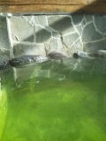 日光、中禅寺湖畔の温泉宿では、こんなエメラルドグリーンの温泉でした＾＾ｖ