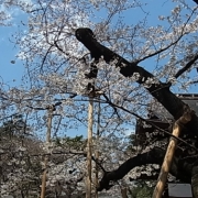 「靖国神社の標本木」【日本気象協会】桜の写真を大募集！！～みんなで全国の桜フォトを集めよう～の投稿画像