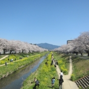 「サクラのある風景」【日本気象協会】桜の写真を大募集！！～みんなで全国の桜フォトを集めよう～の投稿画像