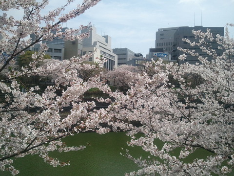 今年の桜の画像（1枚目）