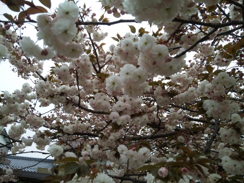 ★曇り空と八重桜★の画像（1枚目）