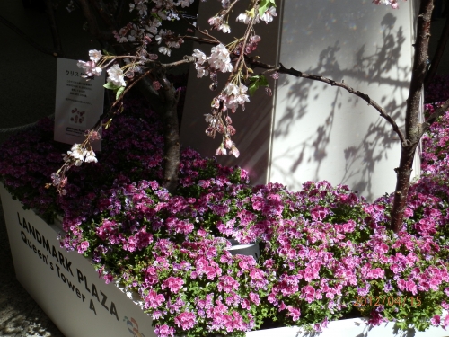 ランドマークのクリスタル桜の画像（1枚目）