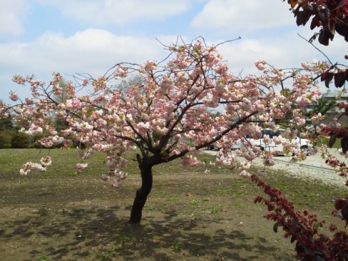 八重桜の画像（1枚目）