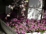 ランドマークのクリスタル桜