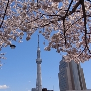 「一般公開前のスカイツリーと一緒に・・・」【日本気象協会】桜の写真を大募集！！～みんなで全国の桜フォトを集めよう～の投稿画像
