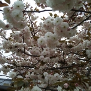「★曇り空と八重桜★」【日本気象協会】桜の写真を大募集！！～みんなで全国の桜フォトを集めよう～の投稿画像