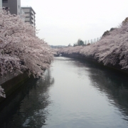 「大岡川」【日本気象協会】桜の写真を大募集！！～みんなで全国の桜フォトを集めよう～の投稿画像