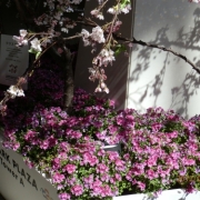 「ランドマークのクリスタル桜」【日本気象協会】桜の写真を大募集！！～みんなで全国の桜フォトを集めよう～の投稿画像