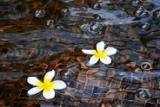 澄んだ水の中に白い小さな花を咲かせ