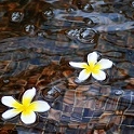 「澄んだ水の中に白い小さな花を咲かせ」水無月、水のある風景写真を投稿してお肌にもうるおいを！化粧水モニター募集の投稿画像