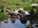 「水のある風景：庭園」の画像（1枚目）