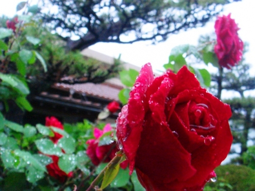 雨の中優雅に咲く薔薇の画像（1枚目）