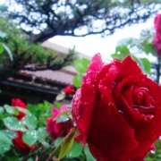 雨の中優雅に咲く薔薇