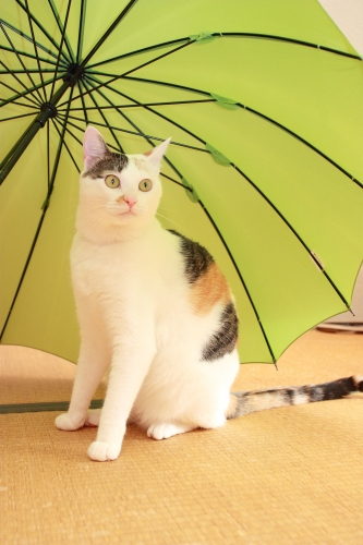 雨宿り気分の画像（1枚目）